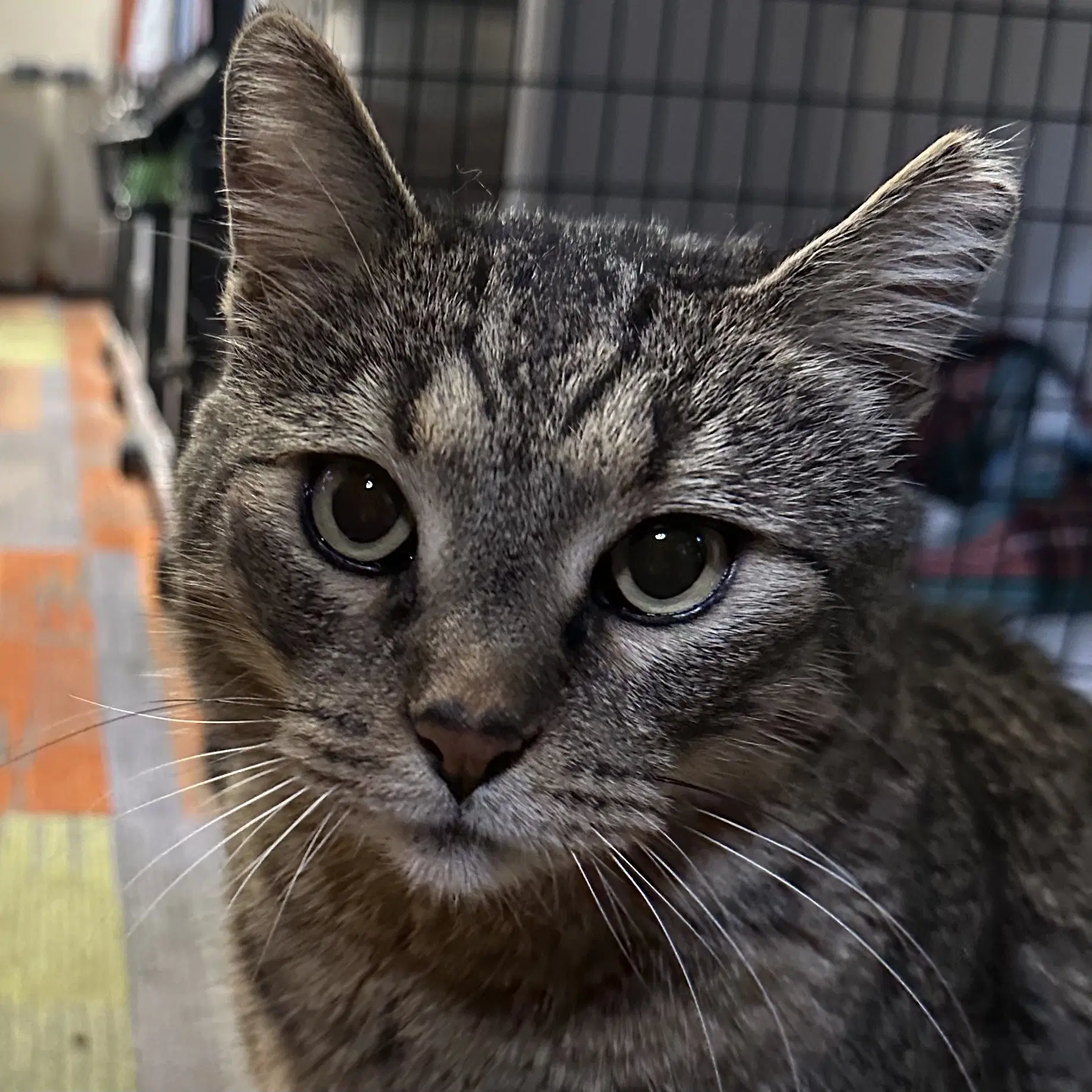 Mr Gray - Domestic Short Hair