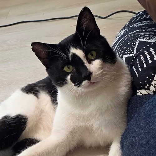 Rorschach, an adoptable Domestic Short Hair in Santa Fe, NM