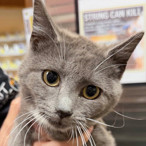 Azara, an adoptable Domestic Short Hair in Santa Fe, NM