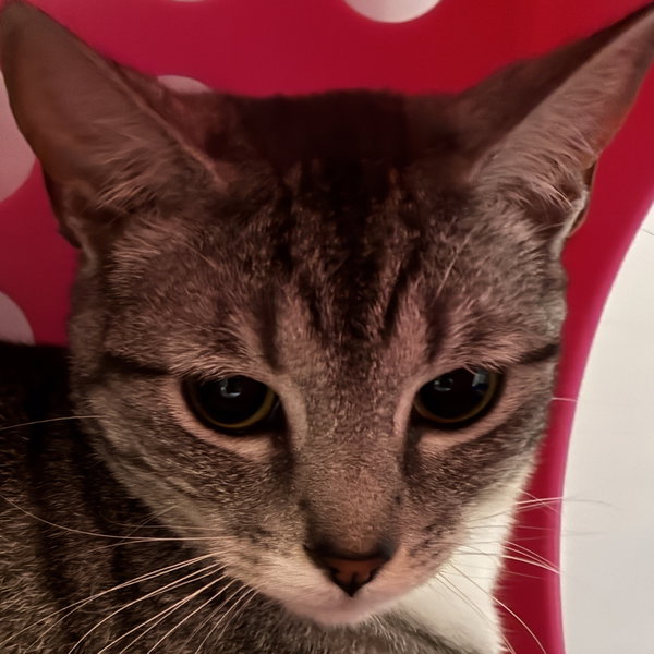 Miss Candy [and Mister Andy]
