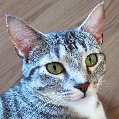 Miss Candy [and Mister Andy], an adoptable Domestic Short Hair in Santa Fe, NM