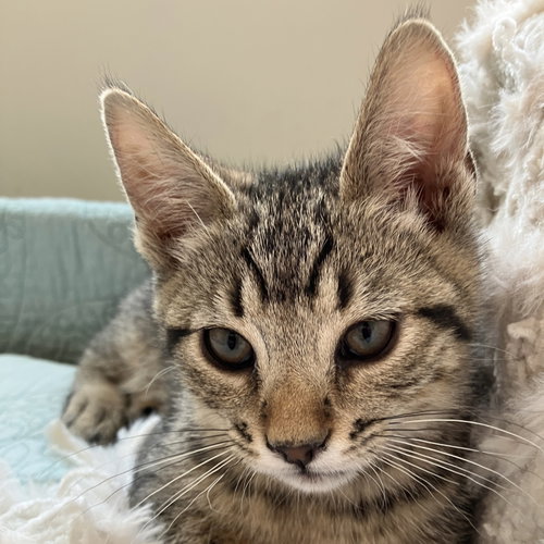 Zyra [and Myra], an adoptable Domestic Short Hair in Santa Fe, NM