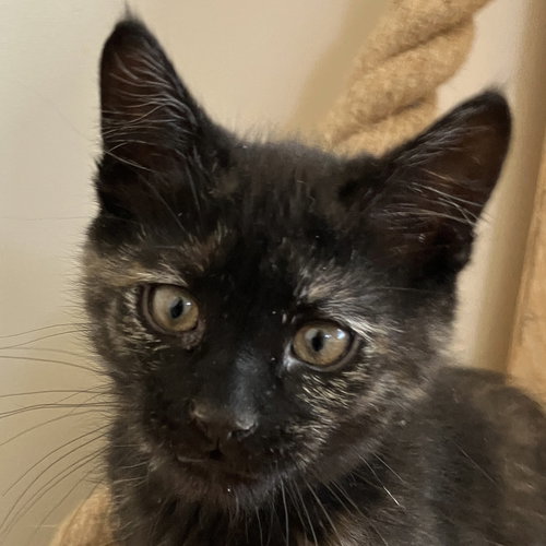 Myra [and Zyra], an adoptable Domestic Short Hair in Santa Fe, NM
