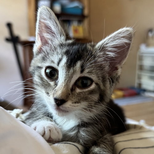 Tilly [and Taro]