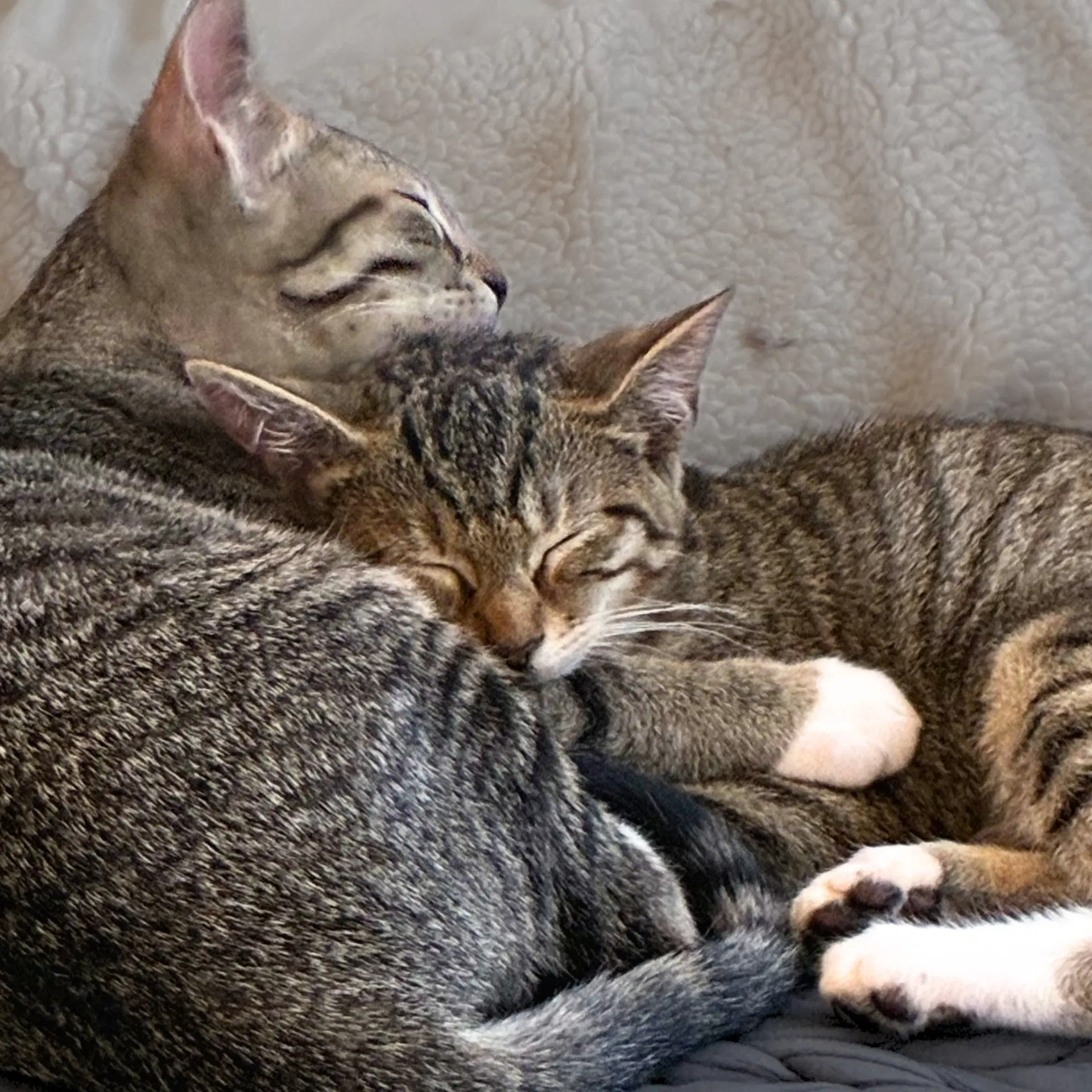 Artemis And Griffin image 4