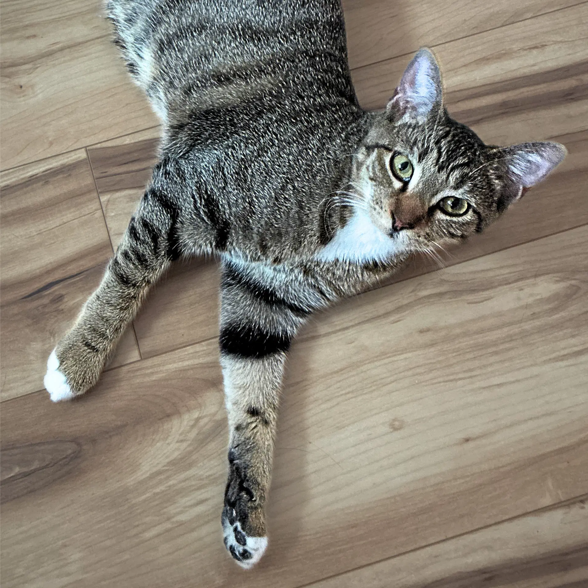Artemis And Griffin - Domestic Short Hair