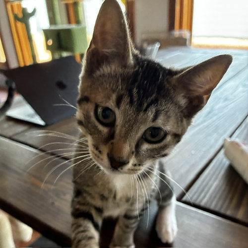 Griffin [and Artemis], Baby Domestic Short Hair / Mixed (short coat), cat for adoption in Sf, New Mexico