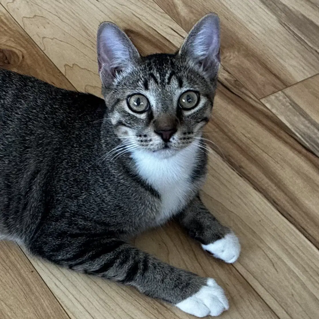 Griffin And Artemis - Domestic Short Hair