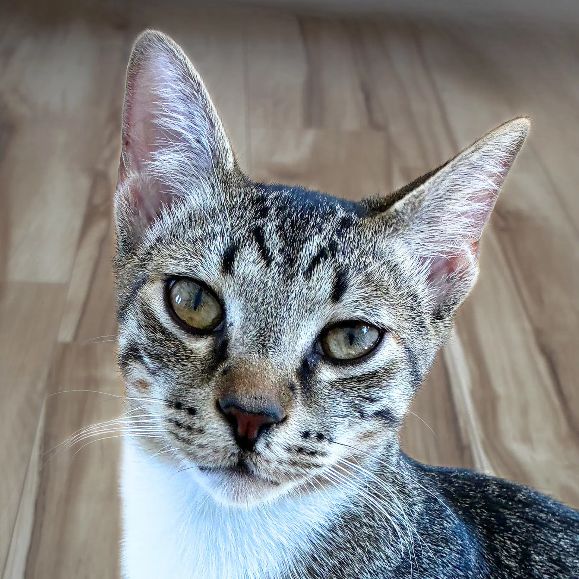 Griffin And Artemis - Domestic Short Hair