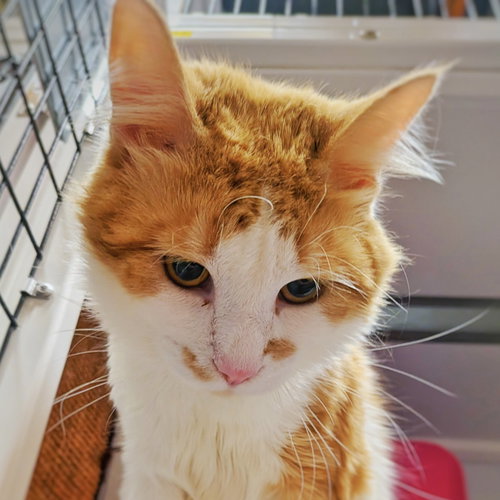 Thackery, an adoptable Domestic Medium Hair in Santa Fe, NM
