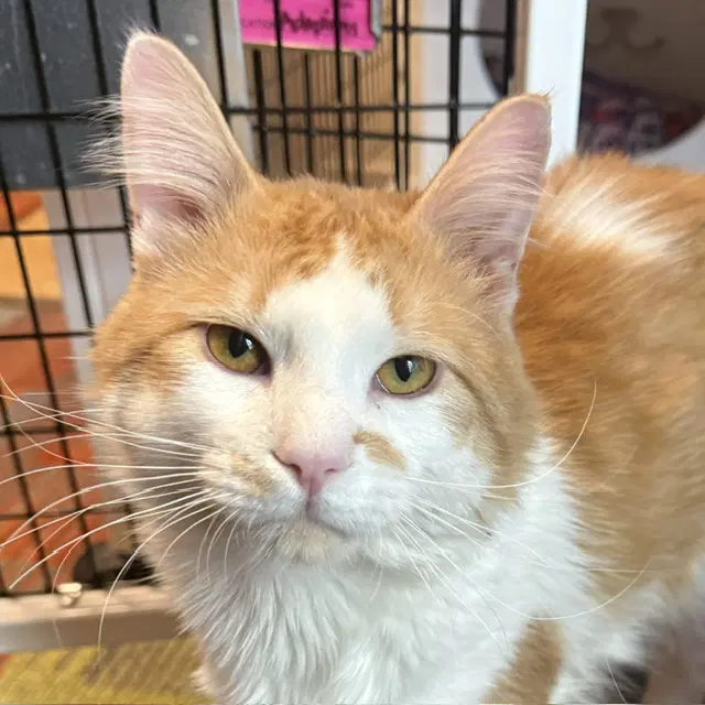 Thackery - Domestic Medium Hair