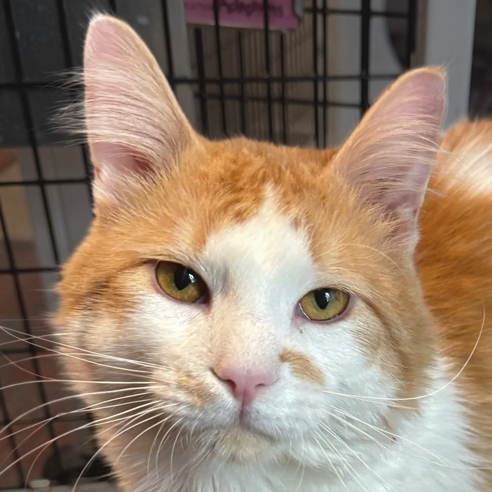 Thackery - Domestic Medium Hair