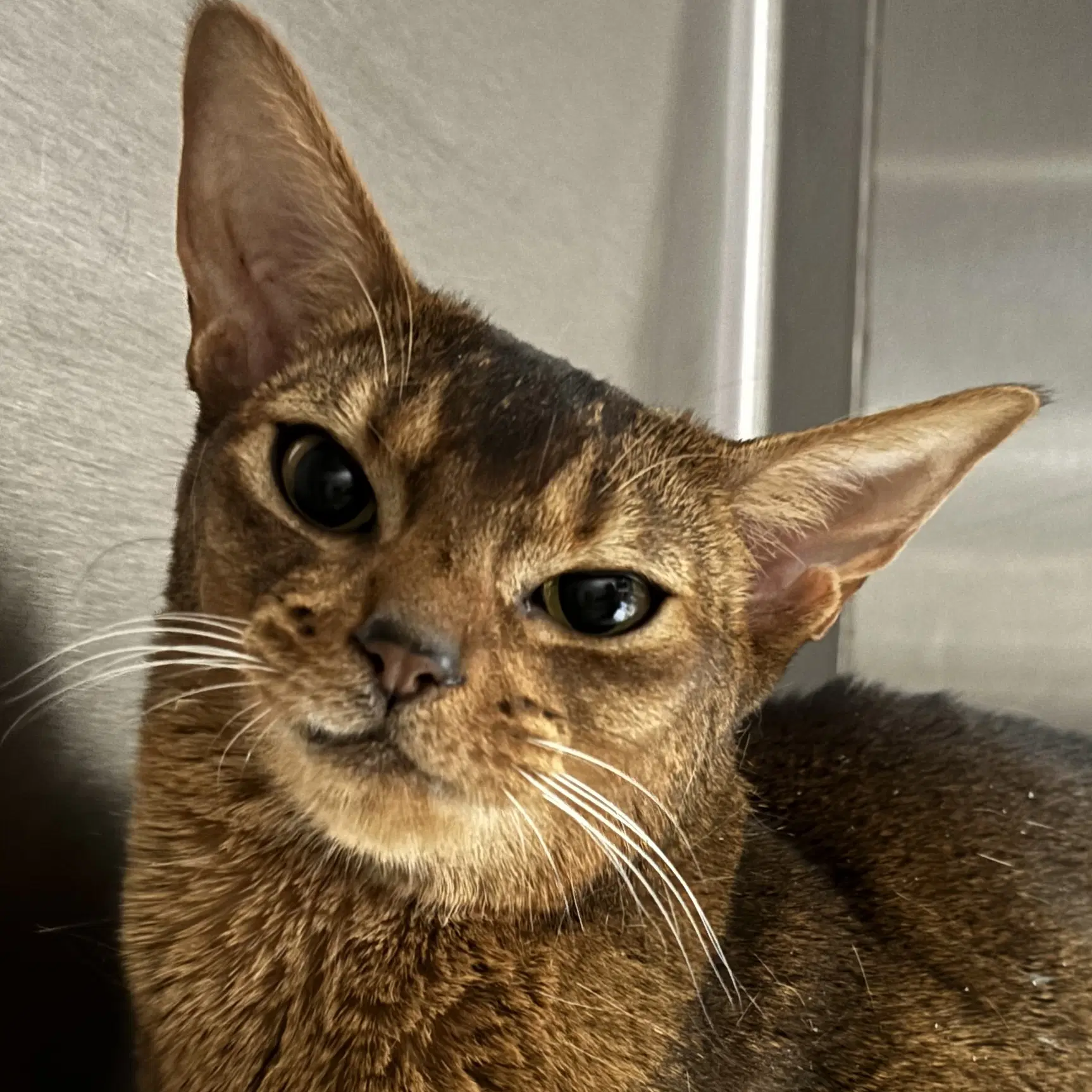 Basil - Abyssinian