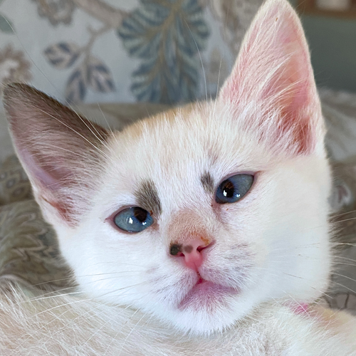 Topaz, Baby Domestic Short Hair / Mixed (short coat), cat for adoption in Sf, New Mexico