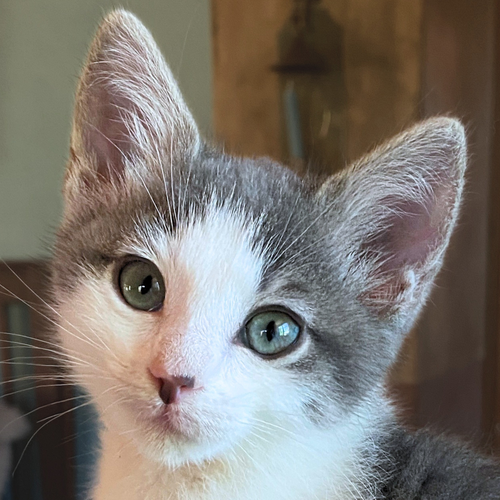 Crystal, an adoptable Domestic Short Hair in Santa Fe, NM