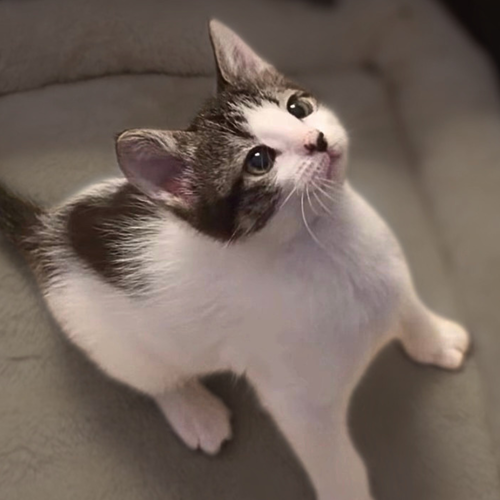 Figaro photo 2