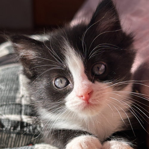 Daphne, Baby Domestic Short Hair / Mixed (short coat), cat for adoption in Sf, New Mexico
