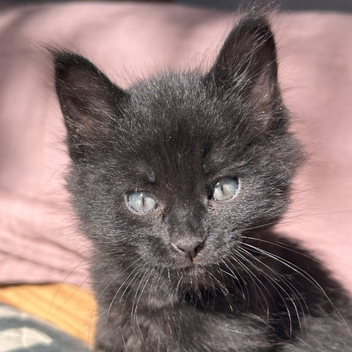 Velma, Baby Domestic Short Hair / Mixed (short coat), cat for adoption in Sf, New Mexico
