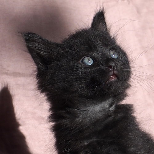 Norville, Baby Domestic Short Hair / Mixed (short coat), cat for adoption in Sf, New Mexico
