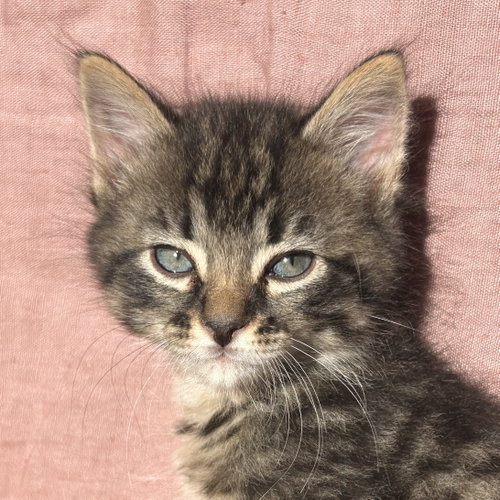 Fred, Baby Domestic Short Hair / Mixed (short coat), cat for adoption in Sf, New Mexico