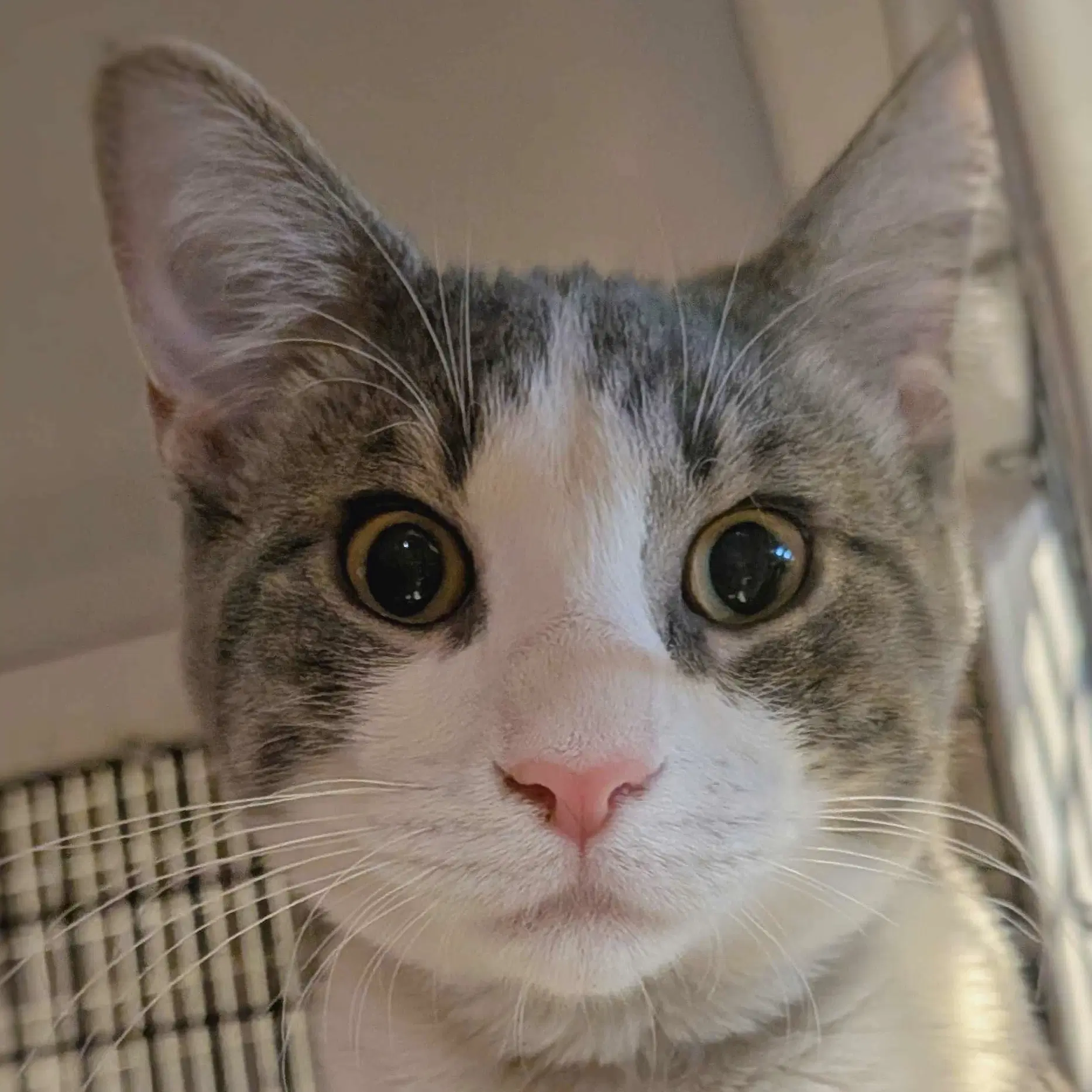 Taro And Tilly - Domestic Short Hair