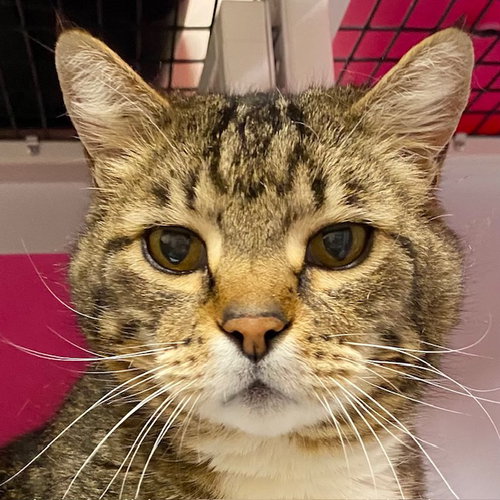 Kiko [and Mina], an adoptable Domestic Short Hair in Santa Fe, NM