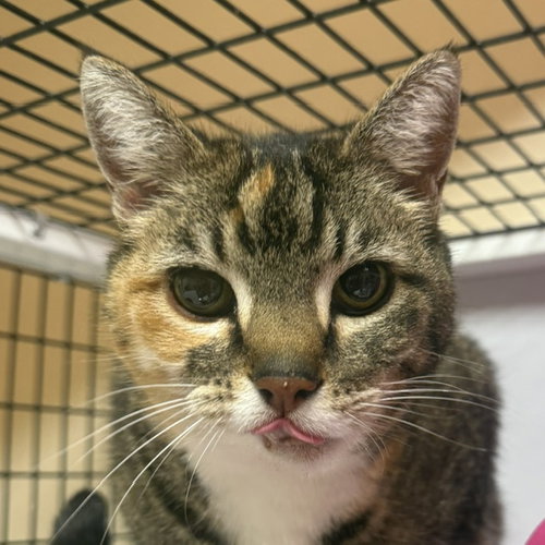 Mina [and Kiko], an adoptable Domestic Short Hair in Santa Fe, NM
