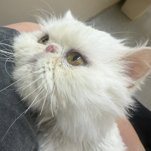 Moses, Senior Persian / Mixed (long coat), cat for adoption in Sf, New Mexico
