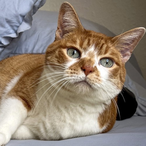 Cider, Adult Domestic Short Hair / Mixed (short coat), cat for adoption in Sf, New Mexico