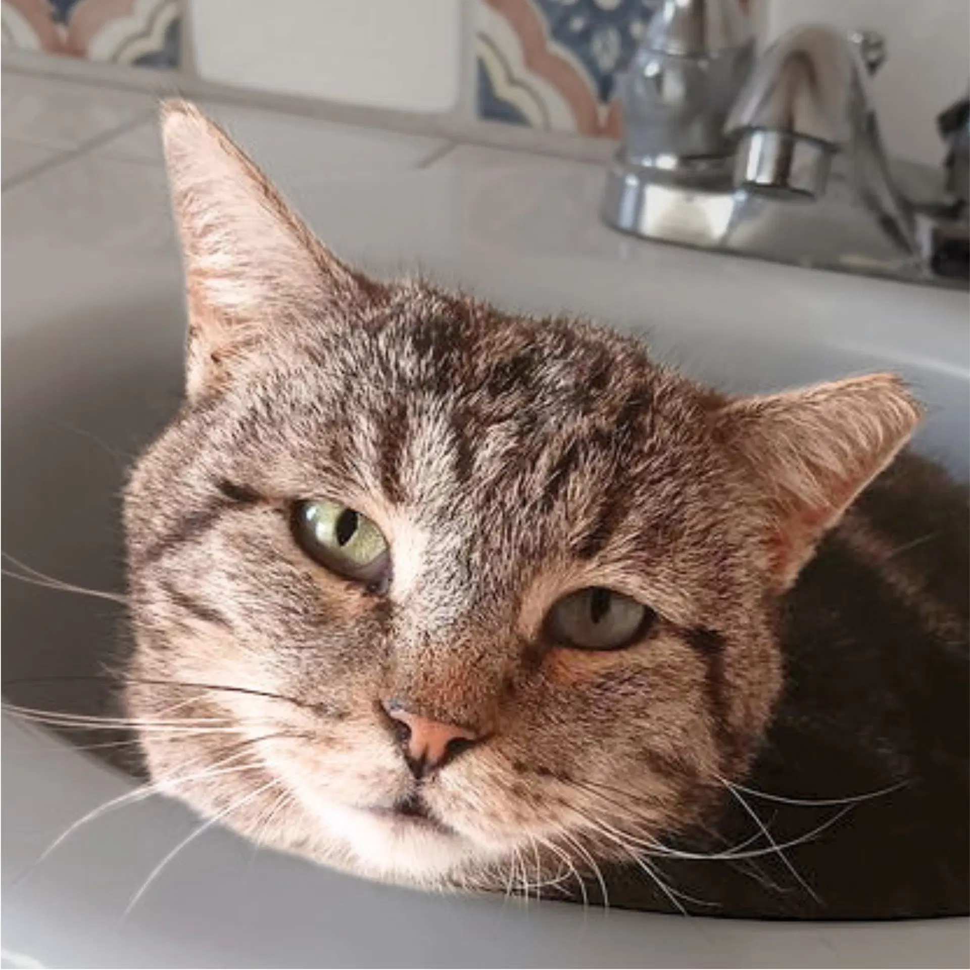 Asa - Domestic Short Hair