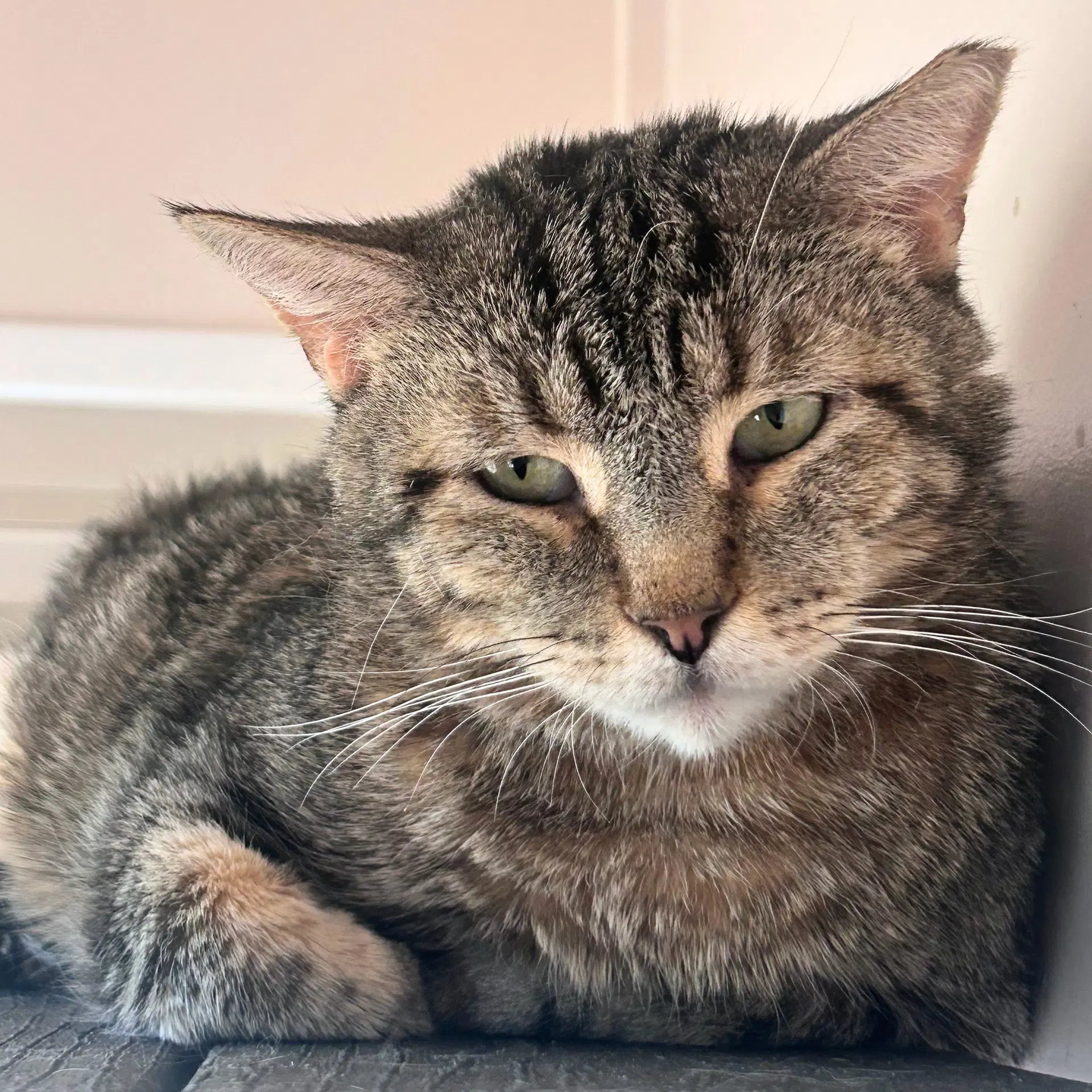 Asa - Domestic Short Hair