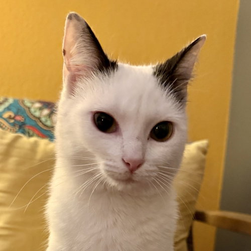 Opalite, an adoptable Domestic Short Hair in Santa Fe, NM