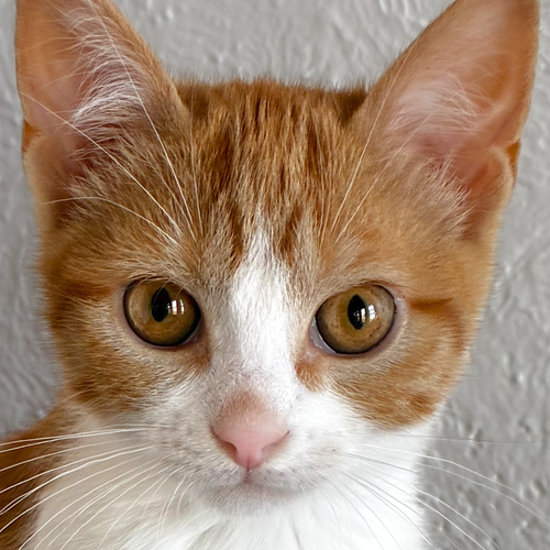 Pony, an adoptable Domestic Short Hair in Santa Fe, NM