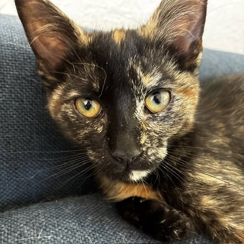 Dakota, Baby Domestic Short Hair / Mixed (short coat), cat for adoption in Sf, New Mexico