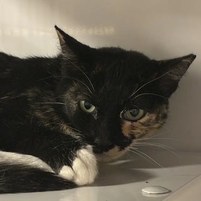 Mimi image 2