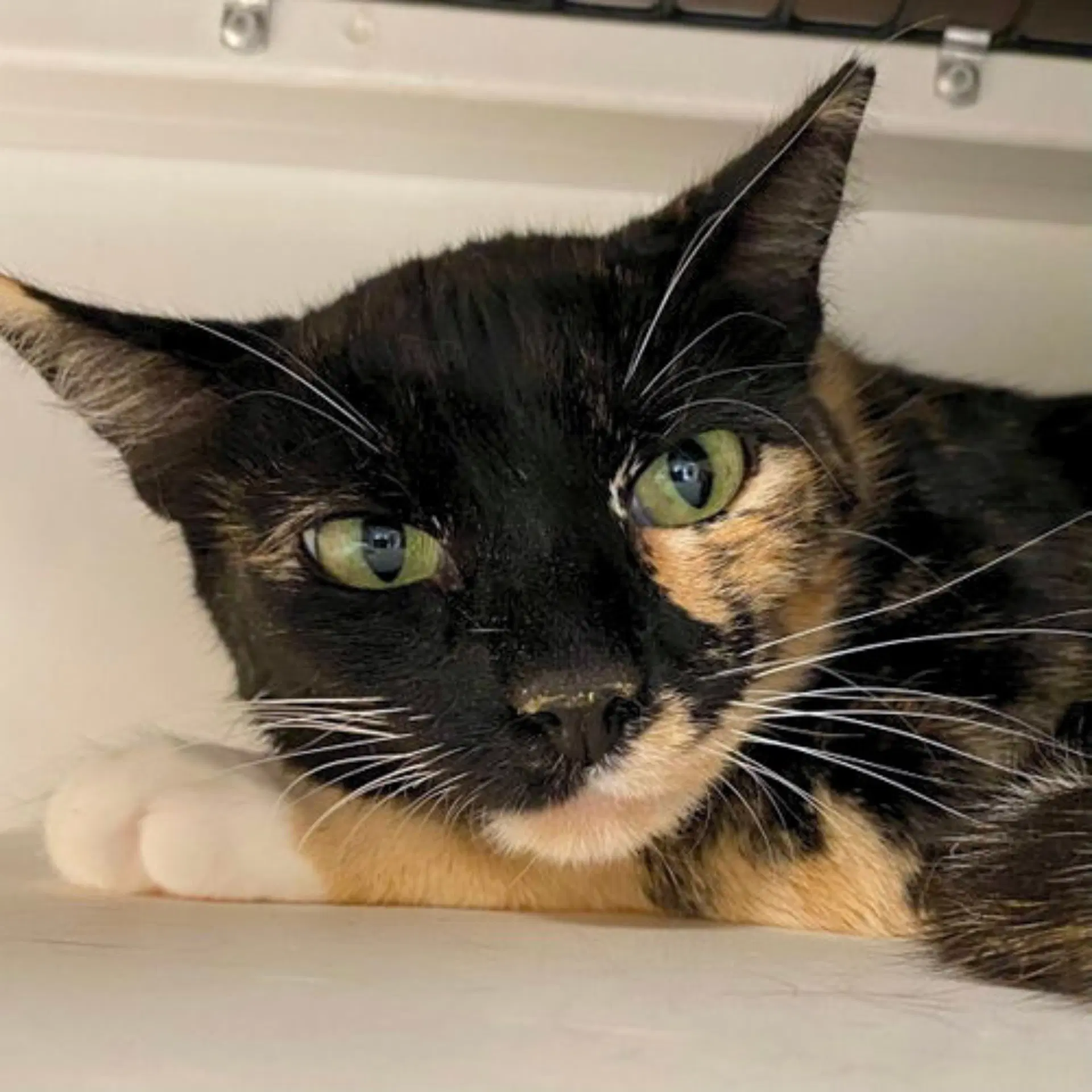 Mimi - Domestic Short Hair
