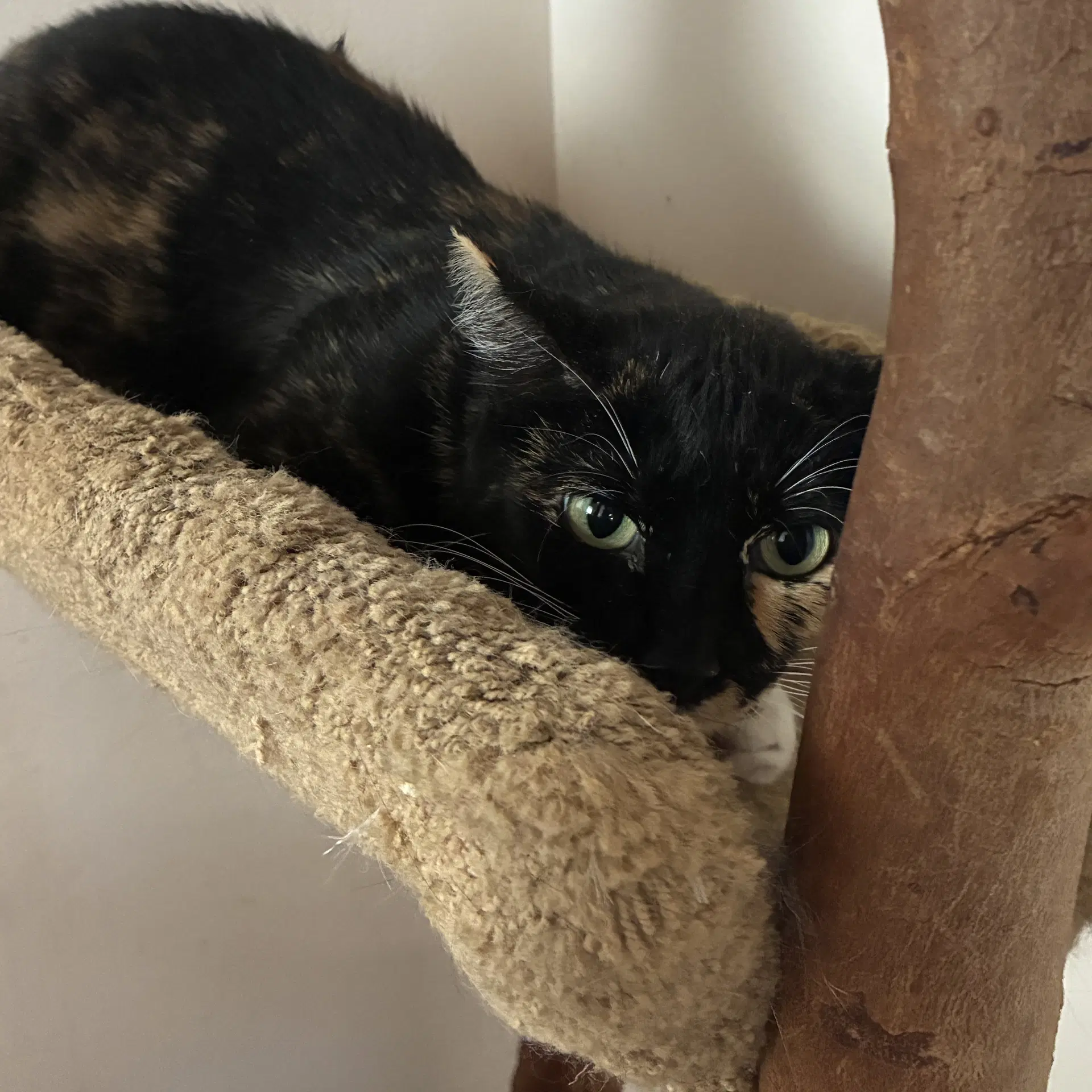 Mimi image 3