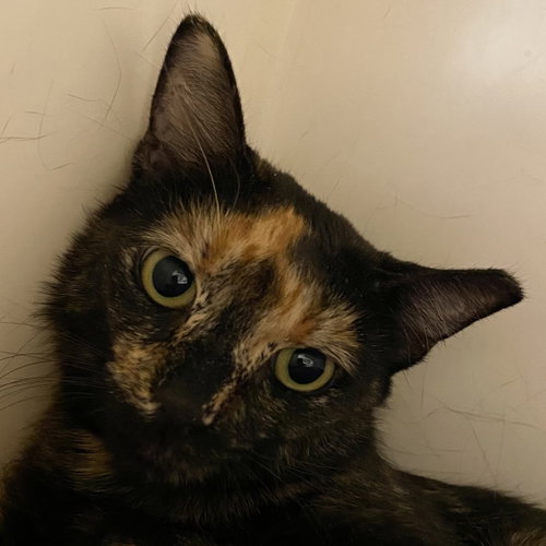 Fifi