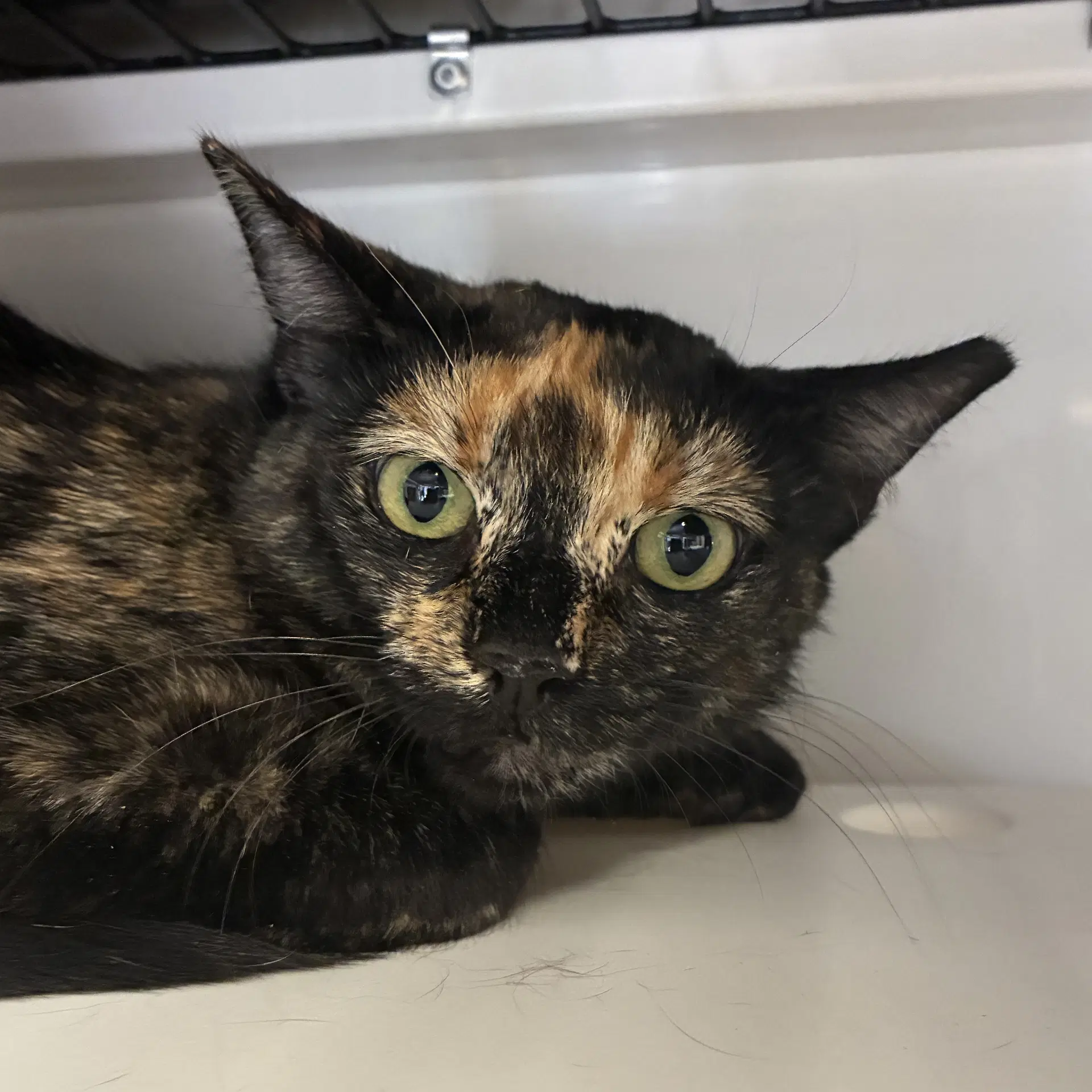 Fifi image 4