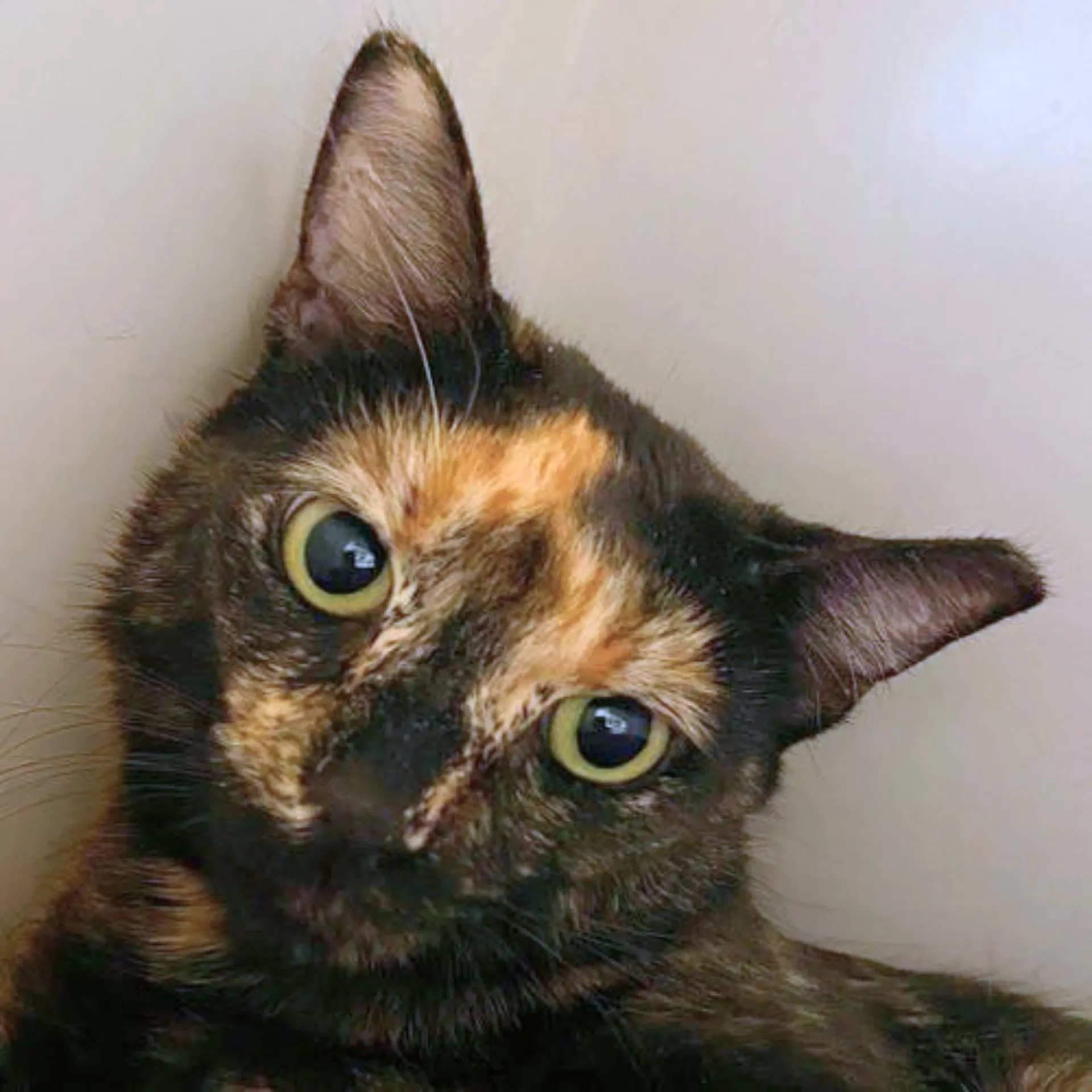 Fifi - Domestic Short Hair