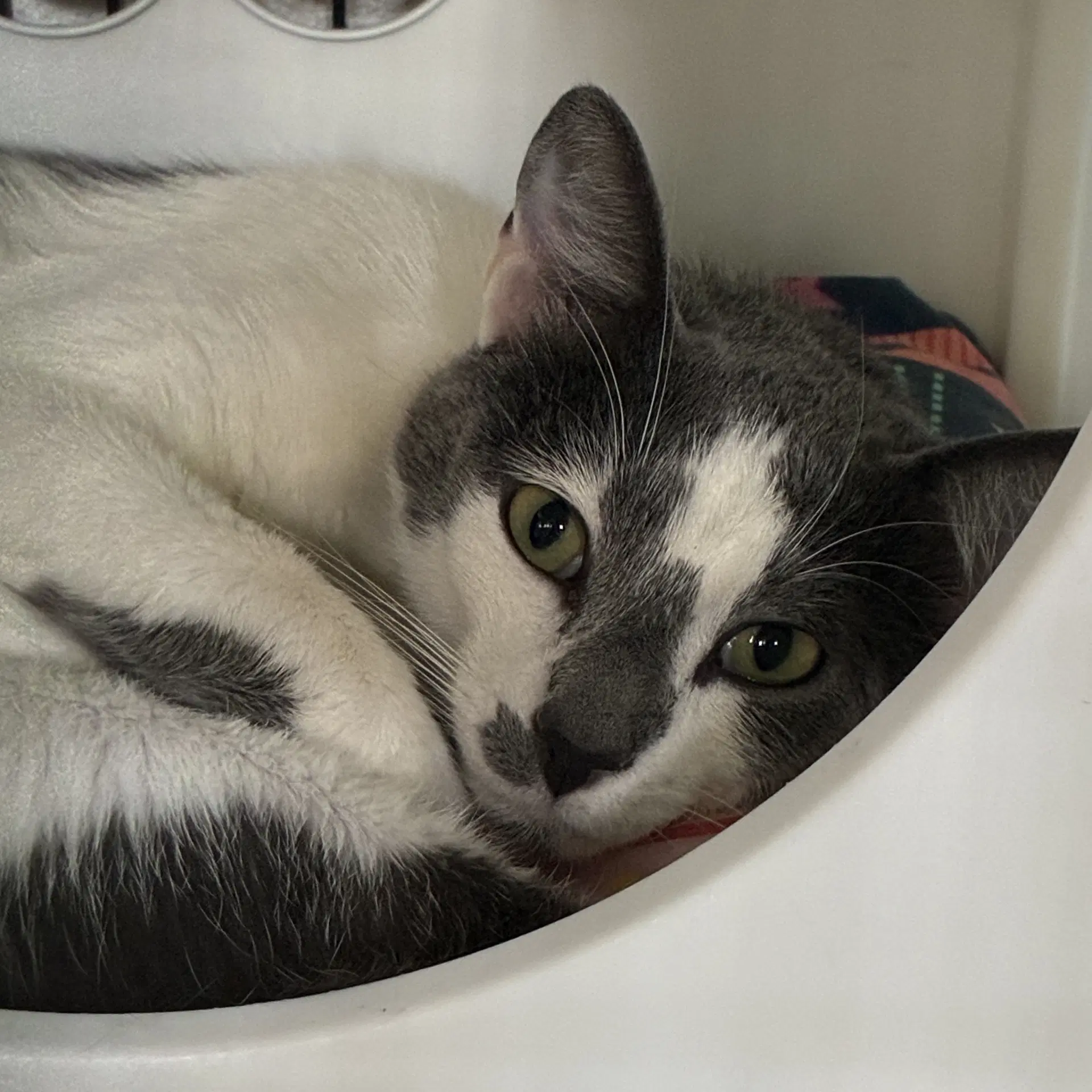 Corazon - Domestic Short Hair