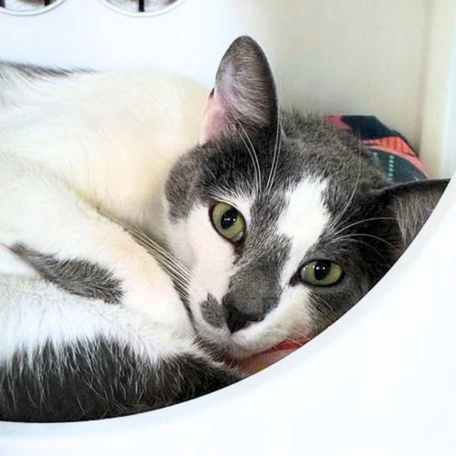 Corazon, a cat for adoption from Felines & Friends New Mexico