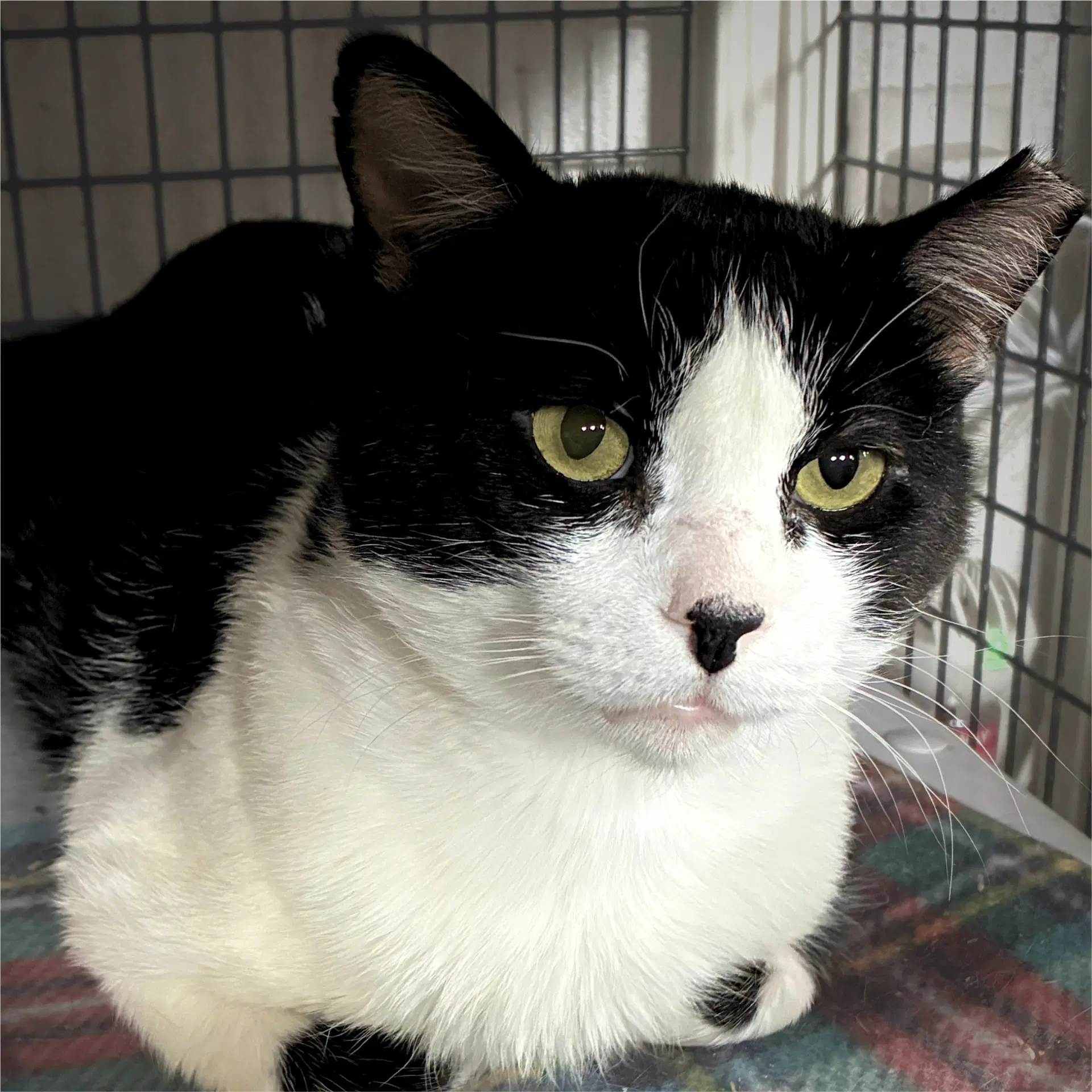Noah - Domestic Short Hair