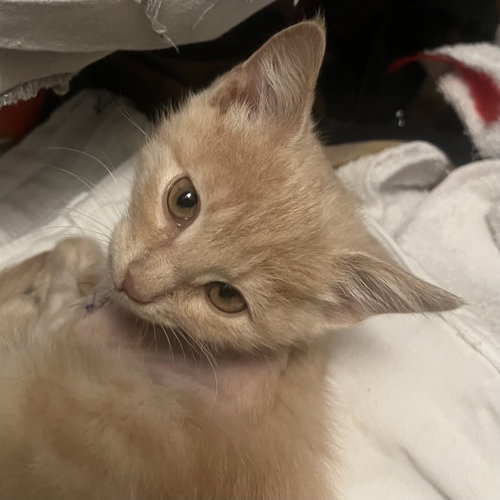 Biff, an adoptable Domestic Short Hair in Santa Fe, NM