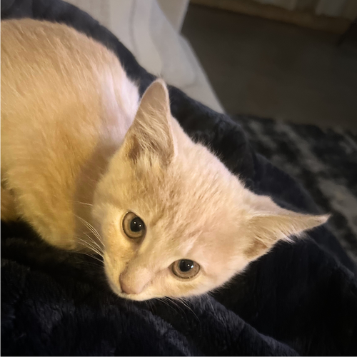 Biff, Baby Domestic Short Hair / Mixed (short coat), cat for adoption in Sf, New Mexico