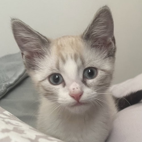 Sherb [and Lolly], Baby Domestic Short Hair / Siamese / Mixed (short coat), cat for adoption in Sf, New Mexico