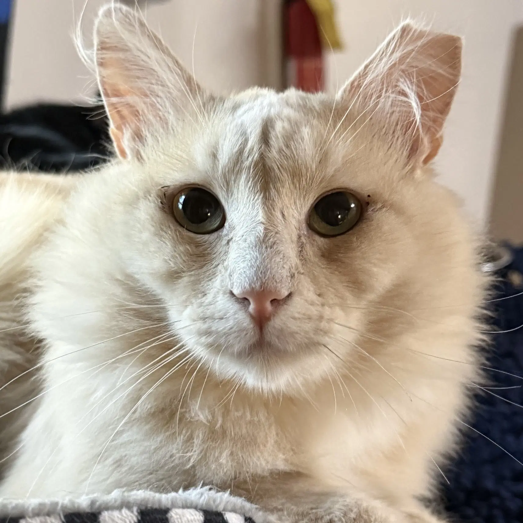 Rupert image 2