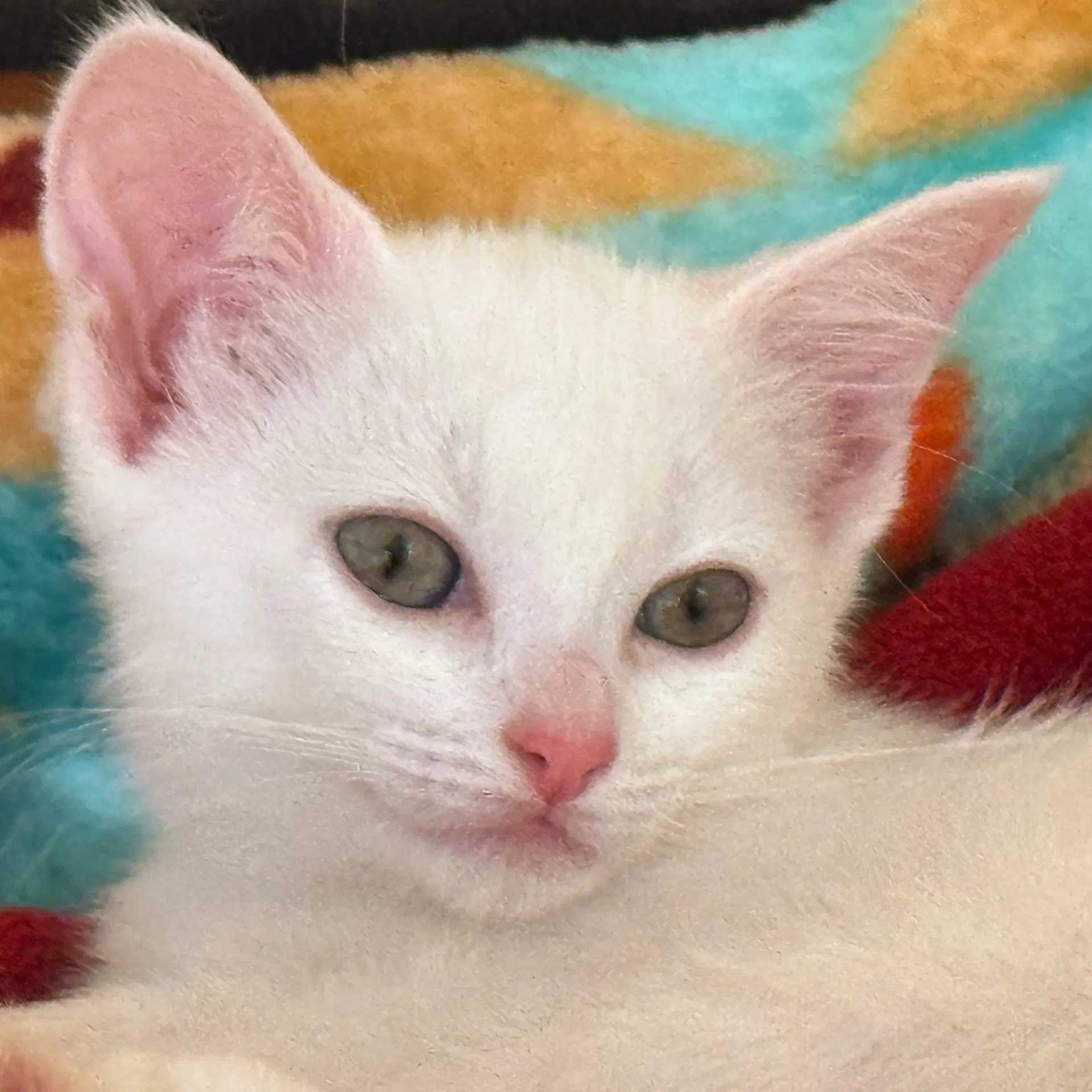 Arwen And Galadriel - Domestic Short Hair