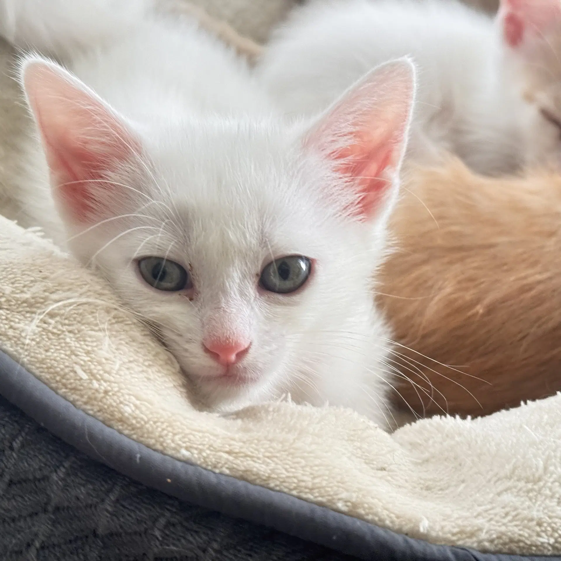 Galadriel And Arwen - Domestic Short Hair