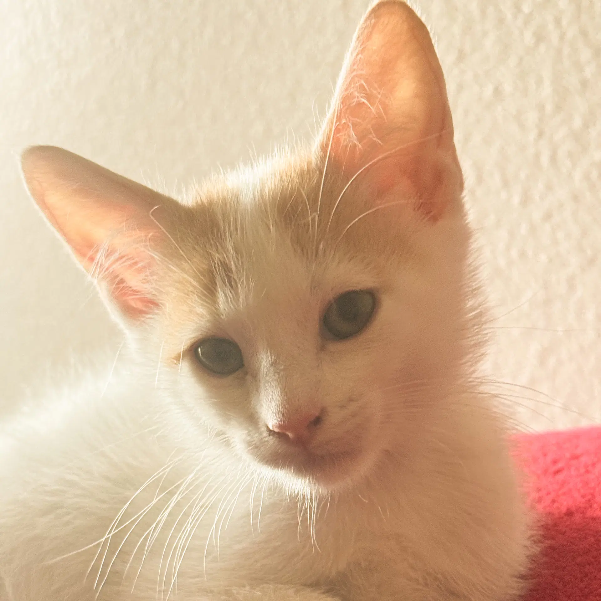 Legolas - Domestic Short Hair